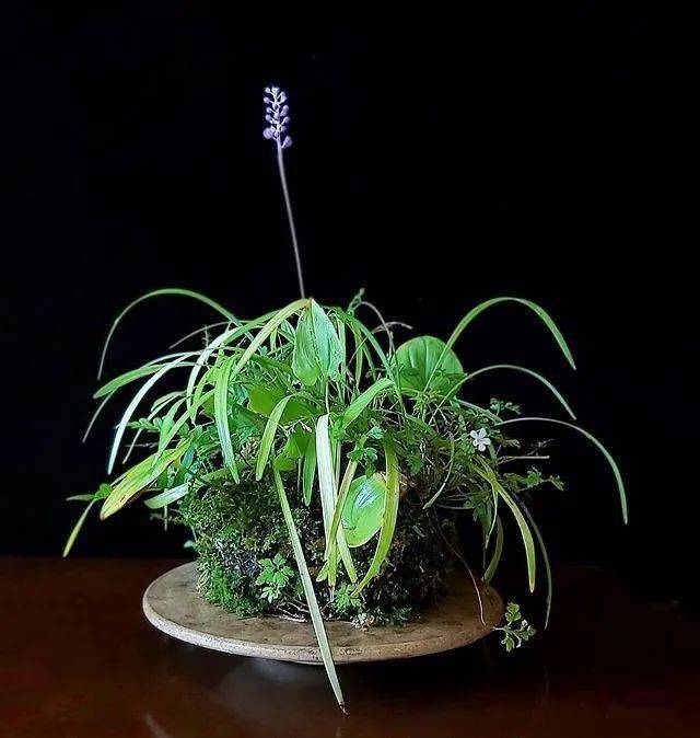 养一盆山野草盆景小家更温馨了