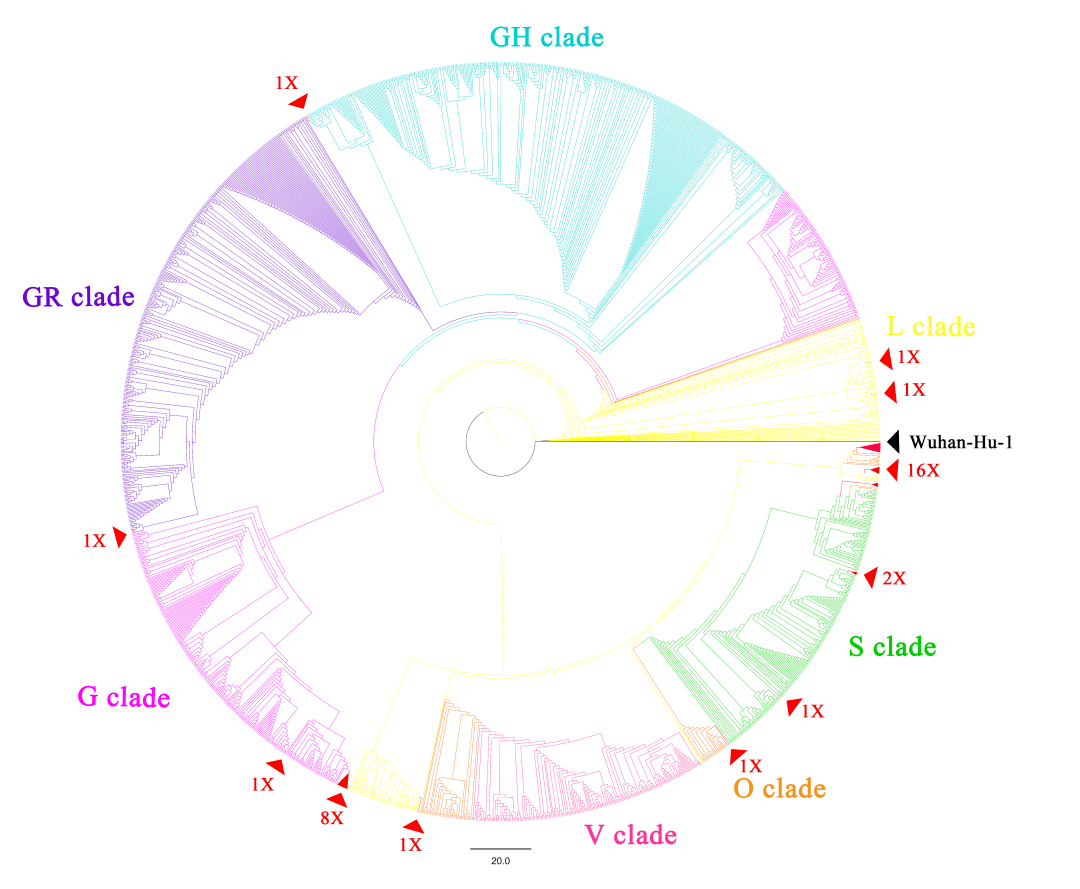 树-进化分支的跨越暗示v367f突变株与其他新冠病毒株之间可能发生了