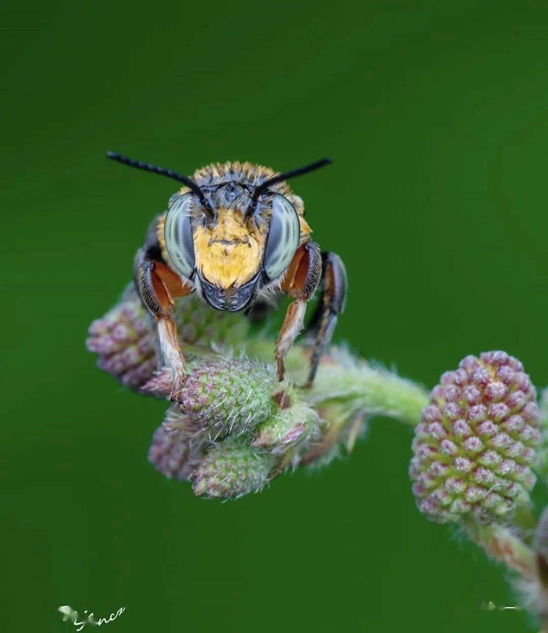 这些微距大片简直太厉害了