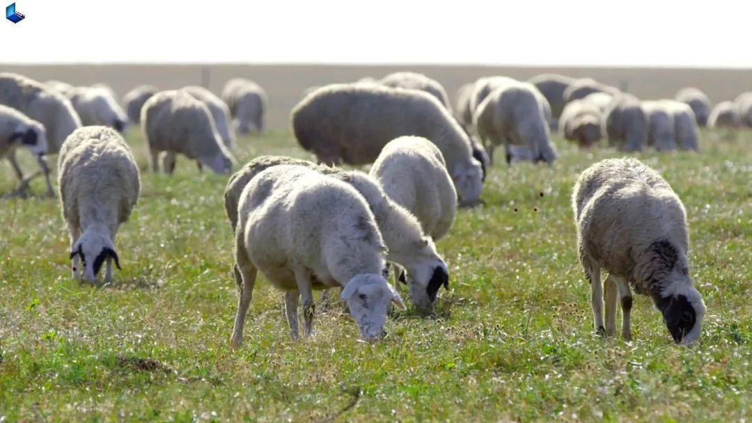 天然草饲呼伦贝尔羊,羊肉毫无膻腻,略带清甜,羊皮脆中有糯,嚼如嫩筋.