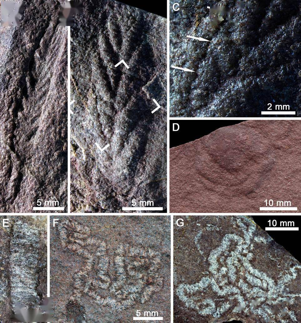 板块|青藏科考发现埃迪卡拉生物群化石，系目前青藏高原最古老化石群