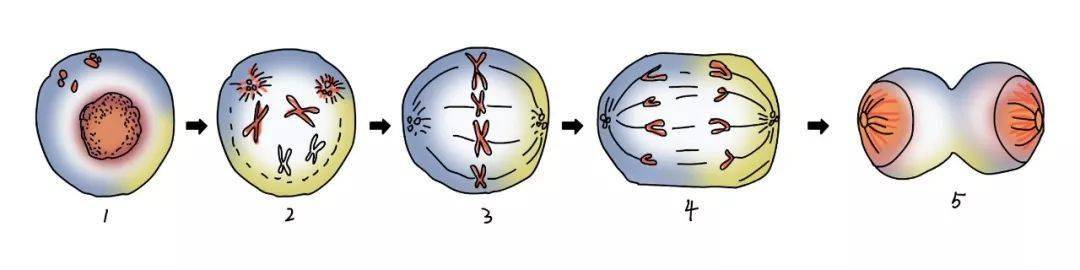 认识生命系列5 —— 构成人体的最小单位(细胞)