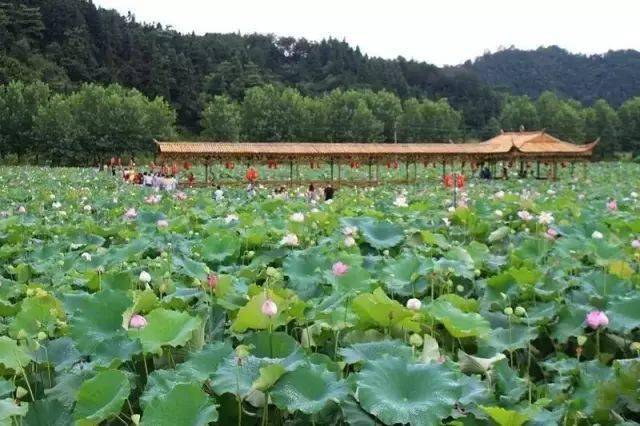 黄港镇月山荷花园导航:公交:7路,61路,62路地址:九江市濂溪区036国道