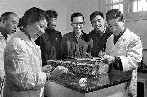 龚岳亭|除了杂交水稻和青蒿素，50年前的中国生物还有什么？