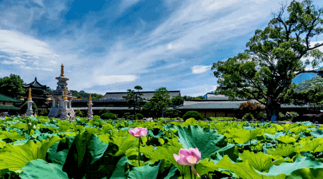 九江这21处荷花美到爆,一份赏荷攻略,拿走不谢