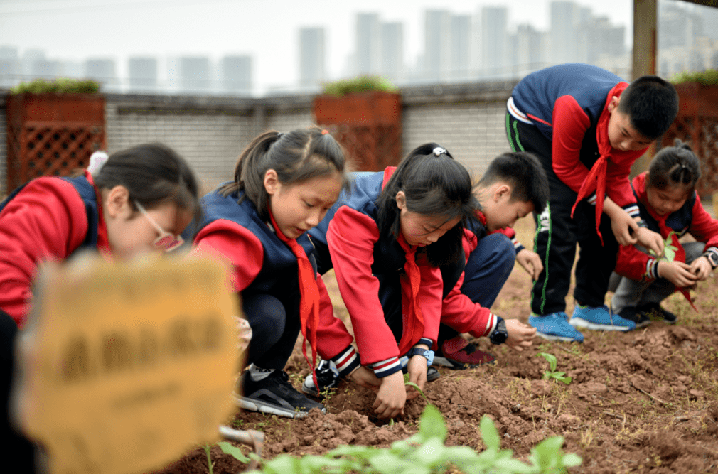 两江新区星湖学校楼顶种了一片向日葵!_种植
