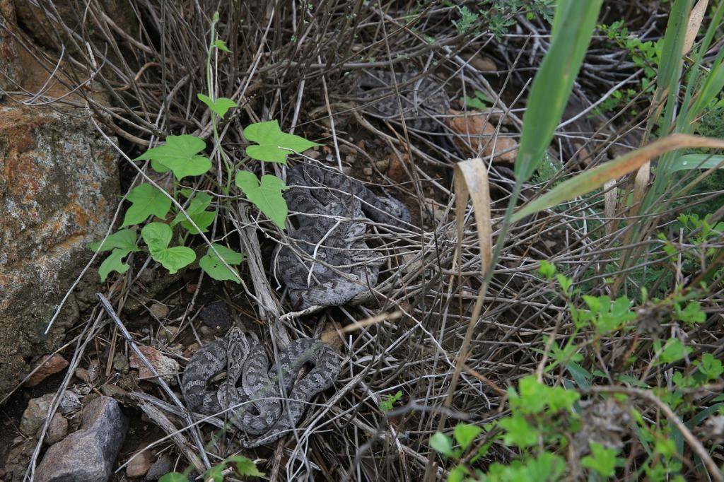 夏天来了蛇岛蝮启动夏眠模式