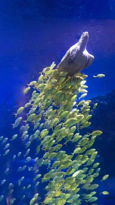 当老爸遇上618来海底世界圆海洋之梦咯