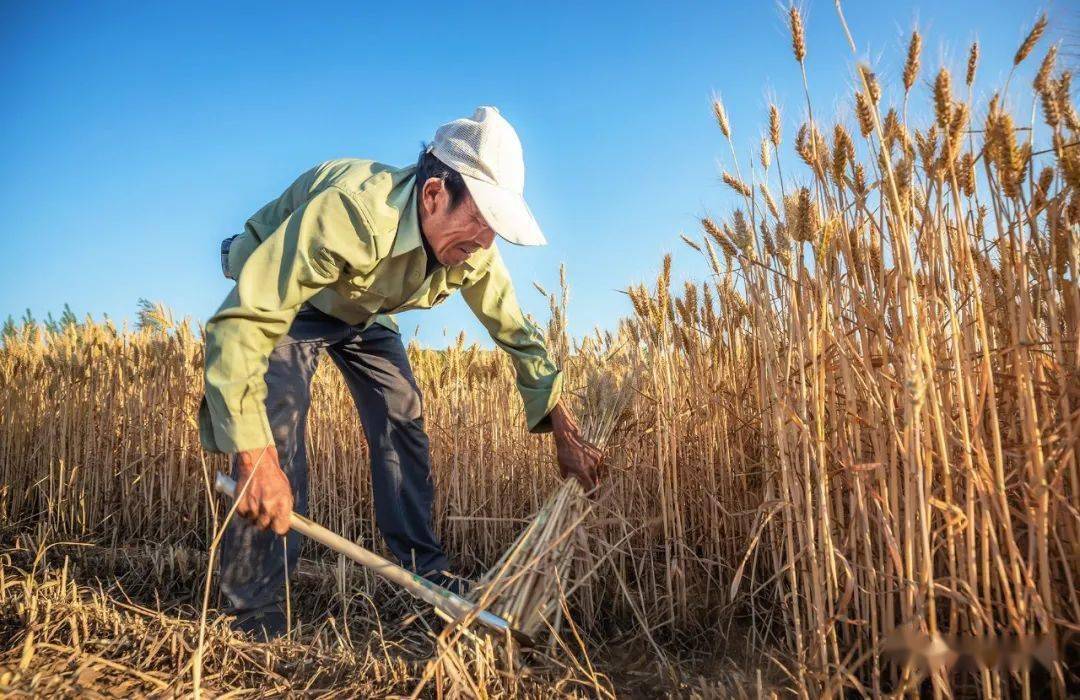 辛勤劳动也是种快乐人们都是用镰刀割麦子那时候没有现在的联合收割机