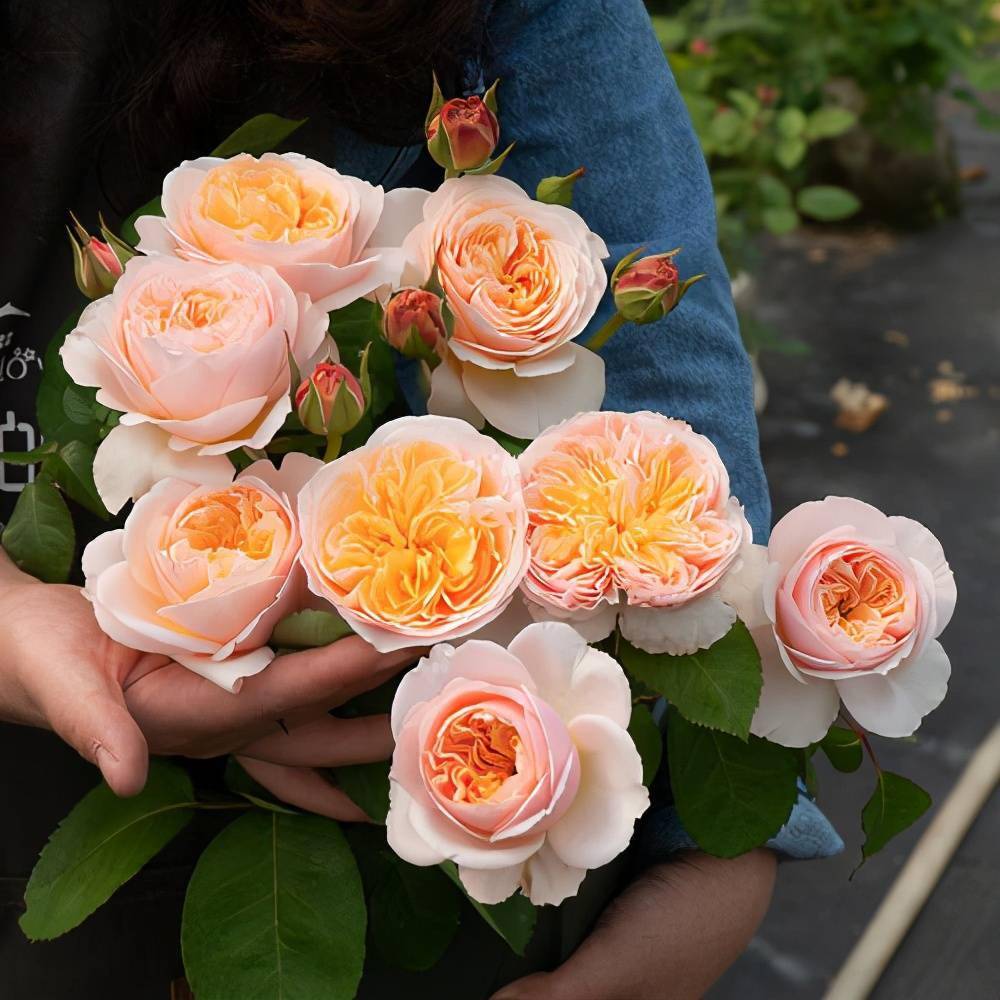 月季切花朱丽叶这样养开花又美又仙耐热耐寒花期长