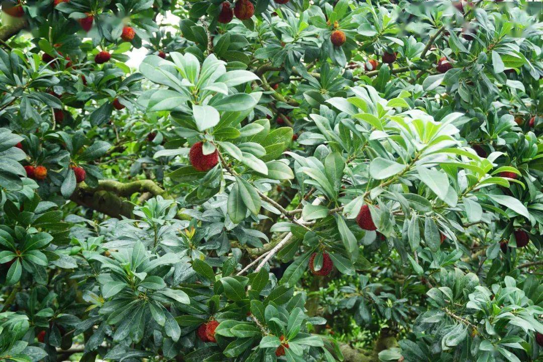 1年只卖10天硕大如乒乓的东魁杨梅粒粒汁水爆棚顺丰冷链到您家