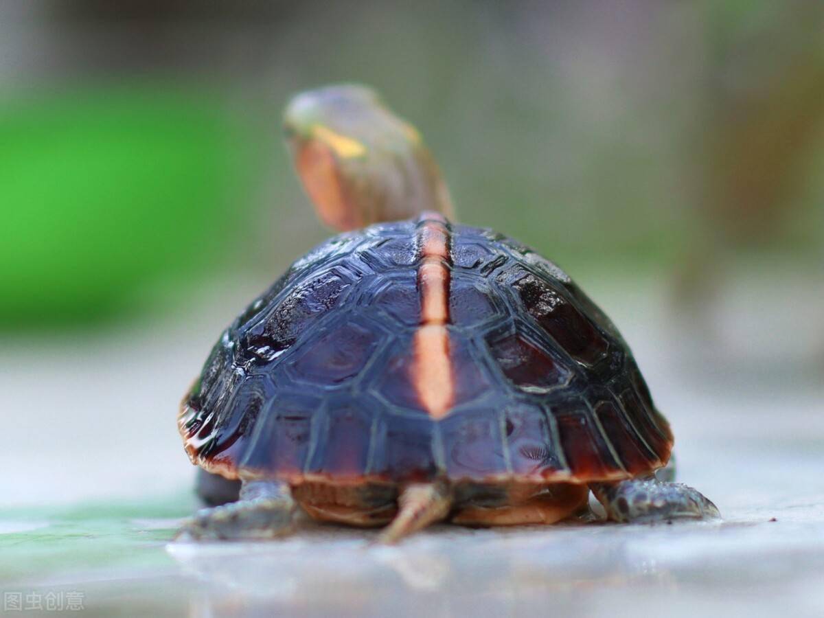 黄缘龟怎么养你要知道它是半水陆龟认清这一点就不难养好