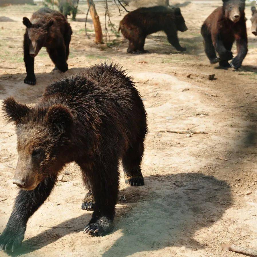 速看太原动物园发布新通知游园要注意