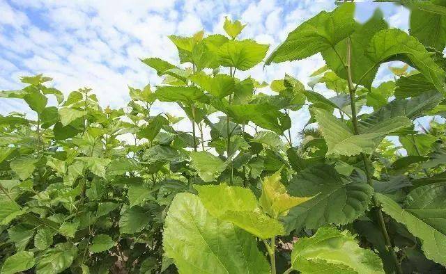 杏林健康小讲堂诗经里的中药隰桑果臝