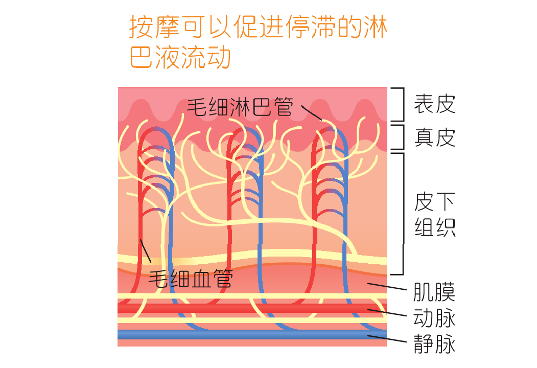 毛细淋巴管没有瓣,因此通过皮肤按摩就可以促进淋巴液流动,同时,还