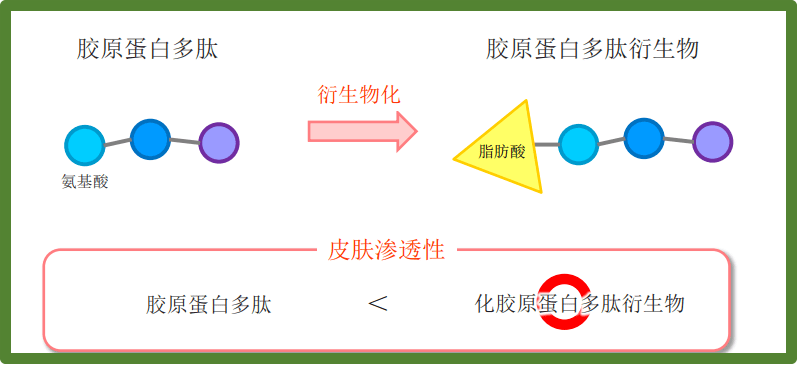 这是一种胶原蛋白多肽衍生物,相比普通的胶原蛋白多肽,它的分子量更小