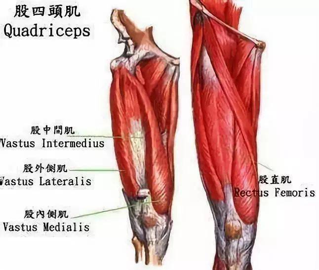 想提升減脂效率,一定要加強腿部訓練_肌肉