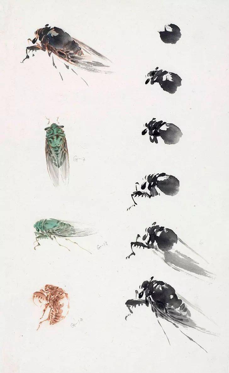 萧朗课徒画稿分享禽鸟草虫