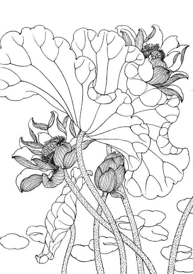 工笔线描花卉画谱——荷花_白描