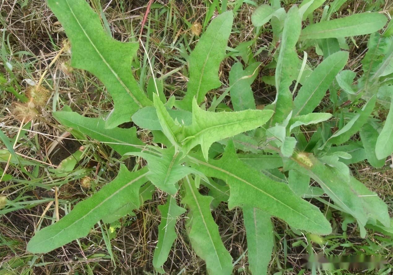 豬都不願意吃的野草原來是名貴藥材苦麻草居然是護肝草