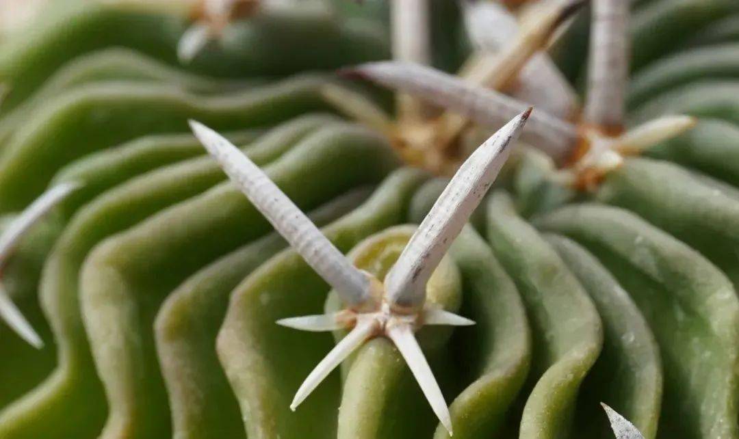 世界那么大多肉那么美我们一起去看看吧62期仙人球的刺座