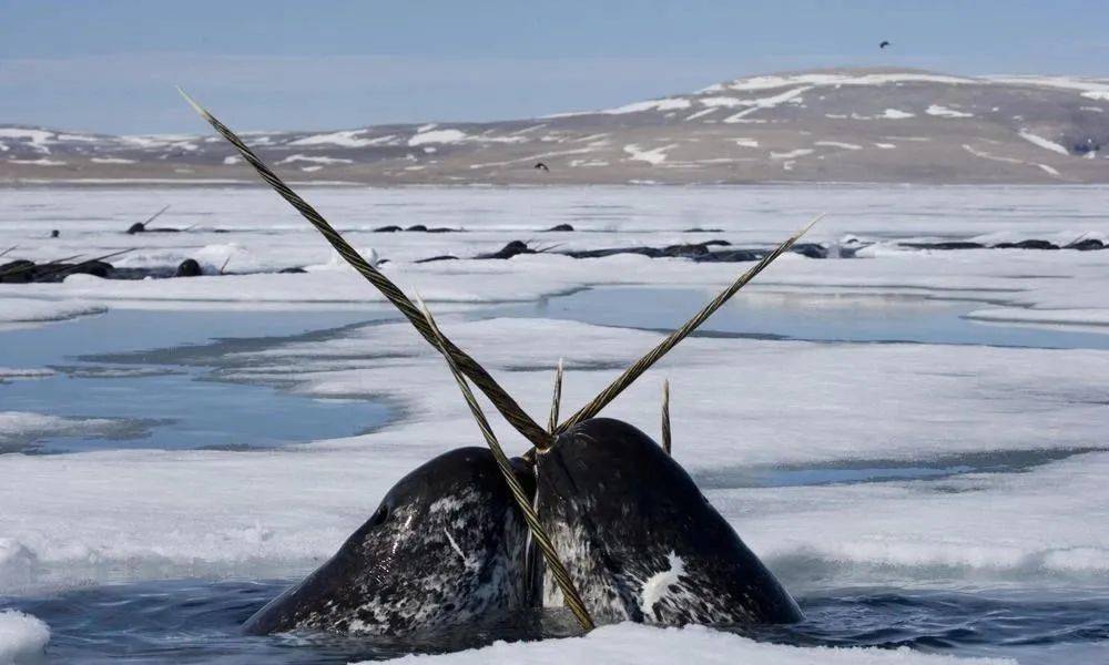 长角的海洋生物不太多所以也可以叫独角鱼其实属于前额软骨的延伸头上