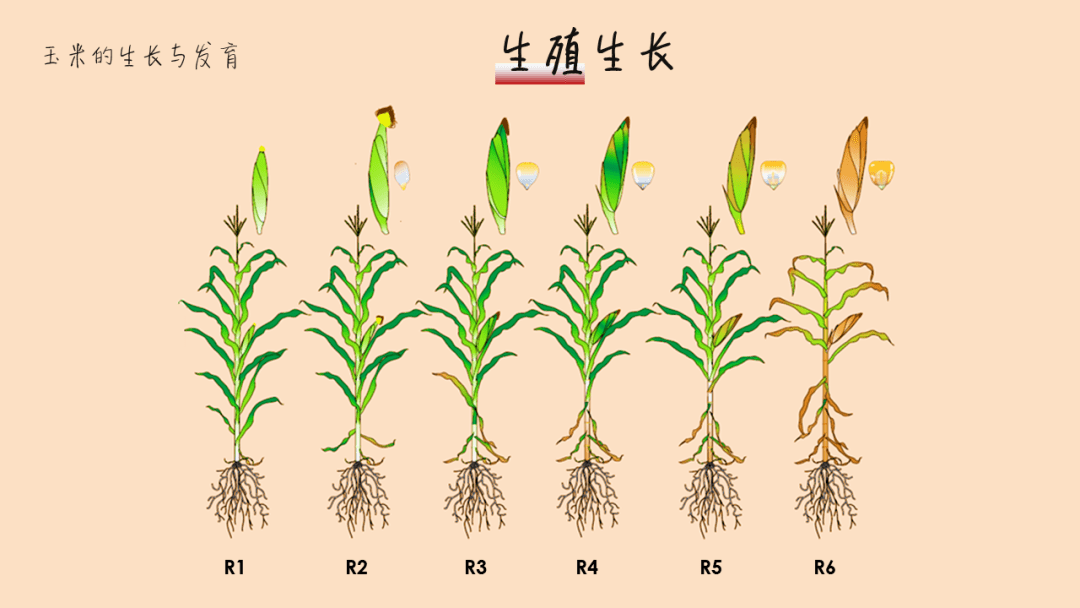 玉米生长过程步骤图片图片