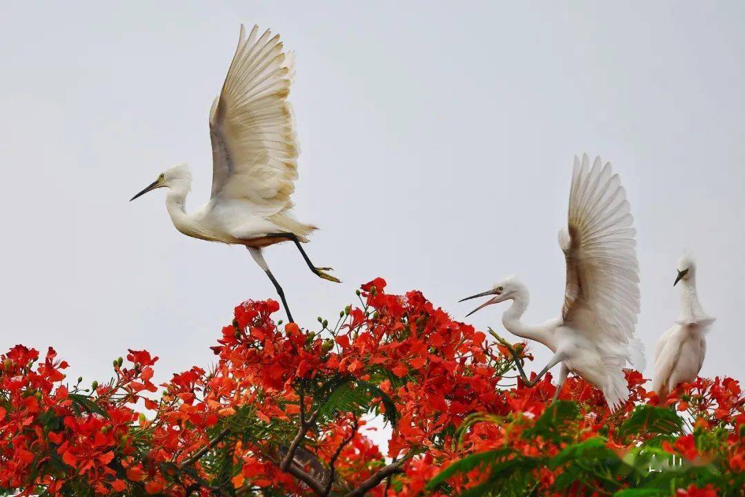台山摄影师镜头下的鹭鸟,值得分享收藏!