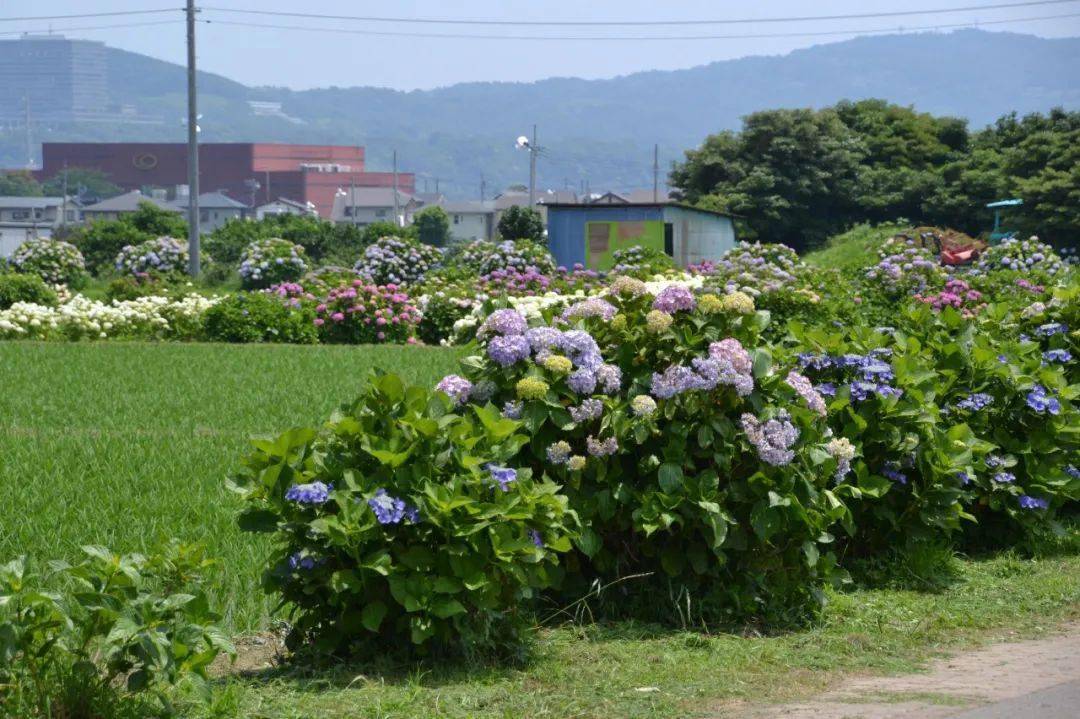 乡村的绣球花道