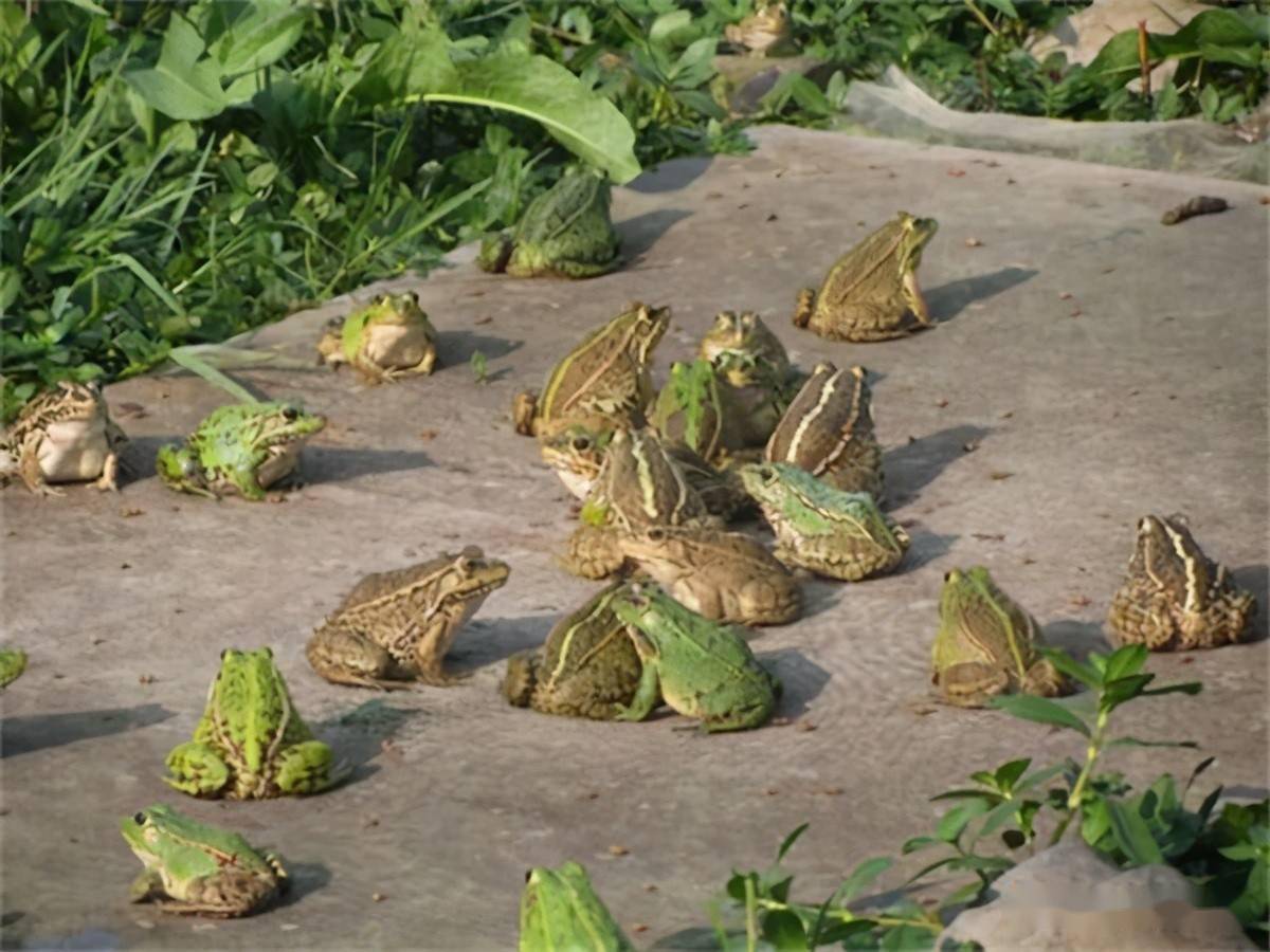 涨得比牛蛙还贵,塘头一斤26元,商贩仍看涨,农户:要翻身了_养殖