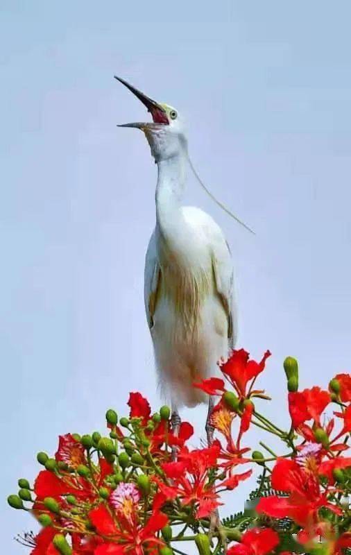 台山摄影师镜头下的鹭鸟,值得分享收藏!