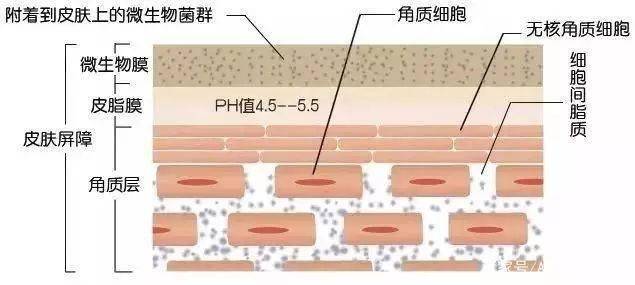 角質層是皮膚最最表面的一層,厚度非常非常薄,但非常強韌,像一道天然