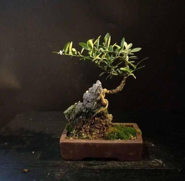 排名盆景_日本盆景品种排名(2)