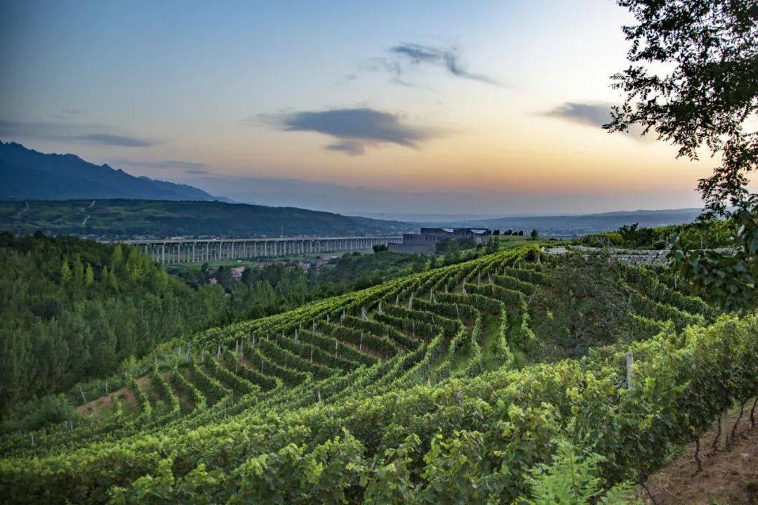 玉川酒庄 | 父爱如山 虽沉默不言 却不曾远离