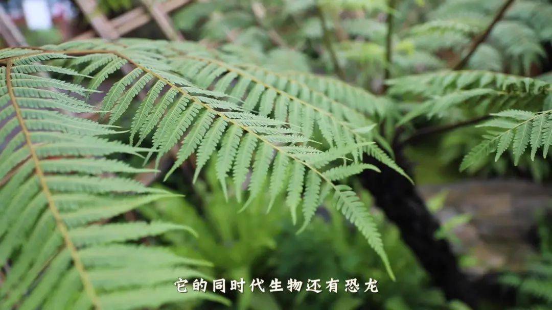 它的同時代生物還有恐龍,它就是世界上唯一的木本蕨類植物——裟欏