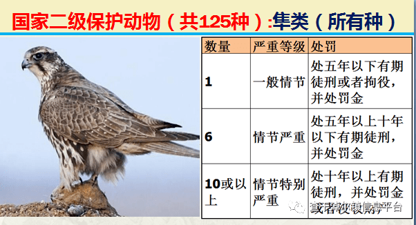 国家最新125类二级野生保护名录图片及违法对应刑责