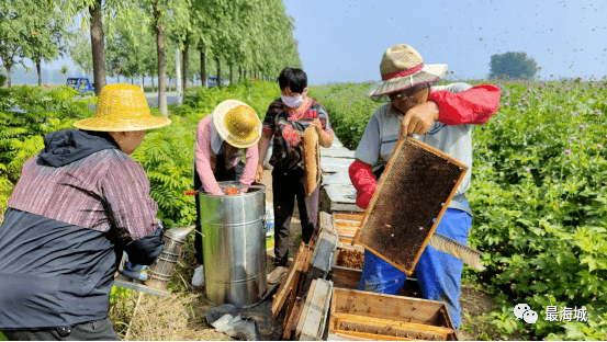 田间地头"放蜂采蜜"致富忙_焦茂林