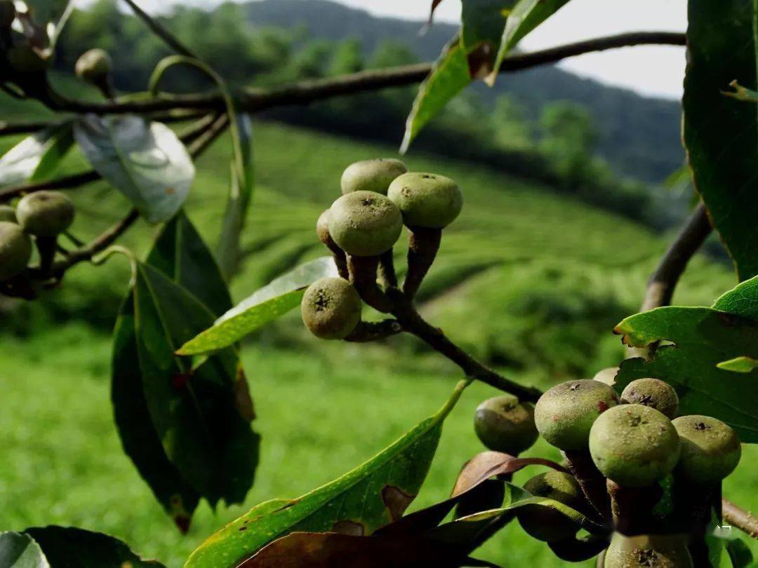 木荷初夏花又开