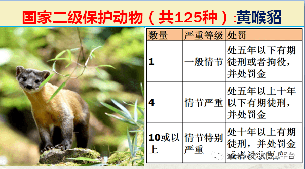 国家最新125类二级野生保护名录,图片及违法对应刑责_动物