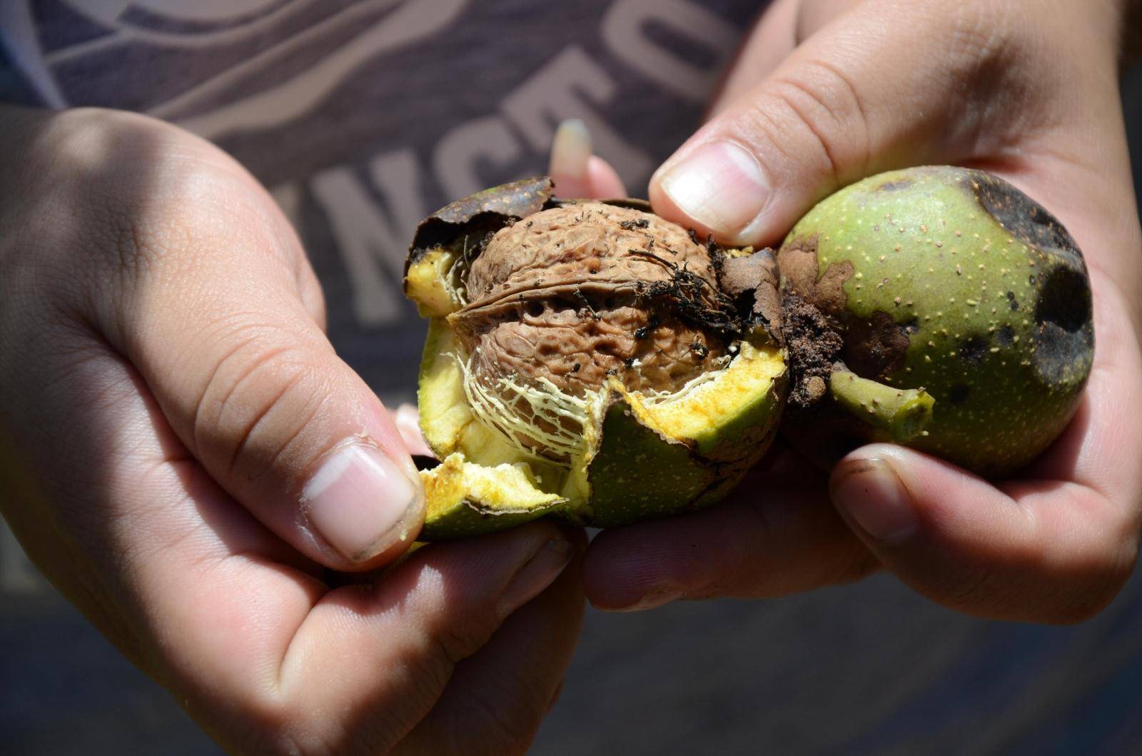 君迁子余甘子胡颓子黑藨子云南果子的滋味