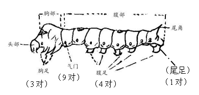 (1)刚出生的蚕是黑色的,很小,像蚂蚁一样,叫蚁蚕.