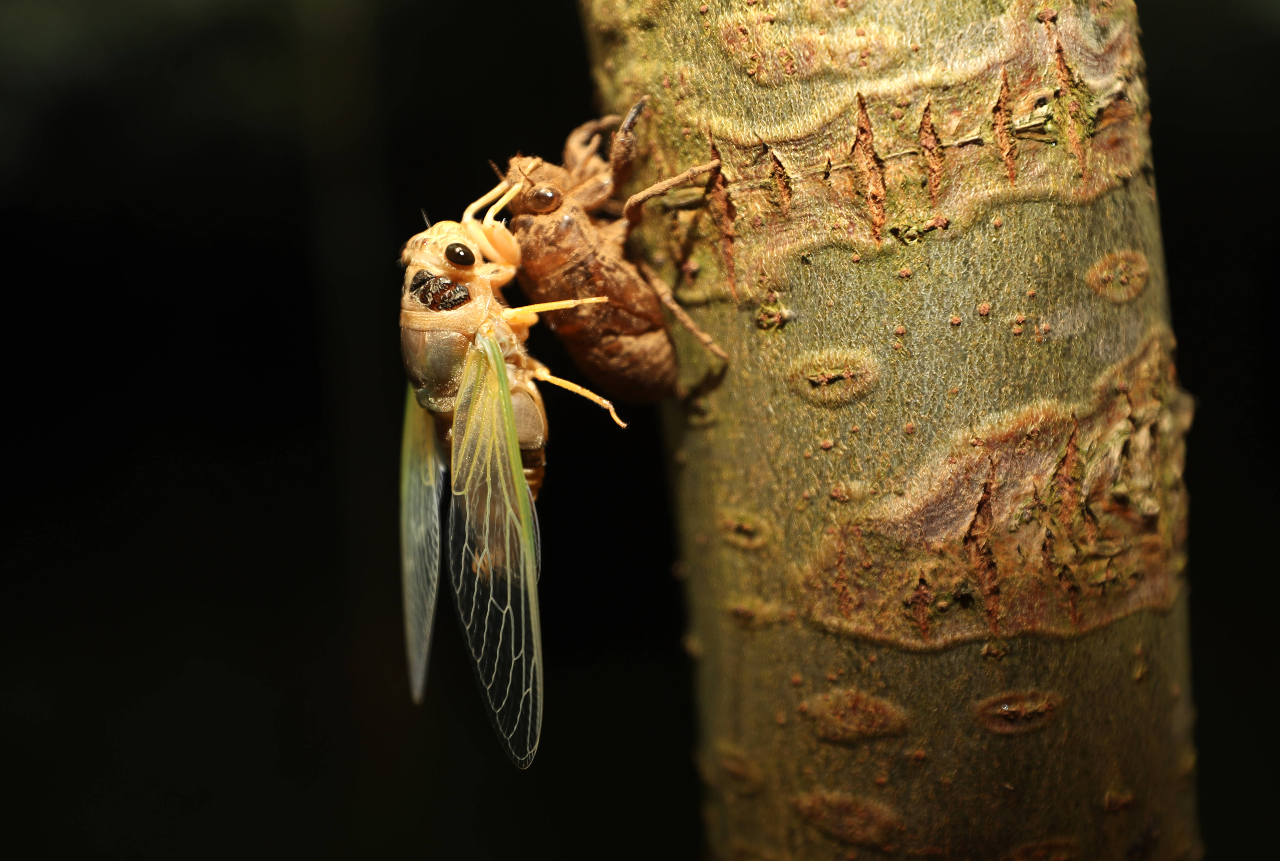 安徽全椒:立体种养新模式 金蝉芦笋双丰收