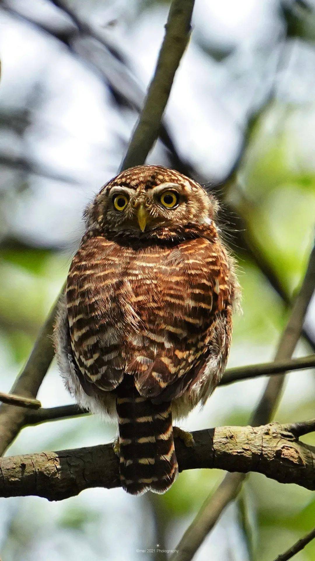 鸟不可貌相之领鸺鹠