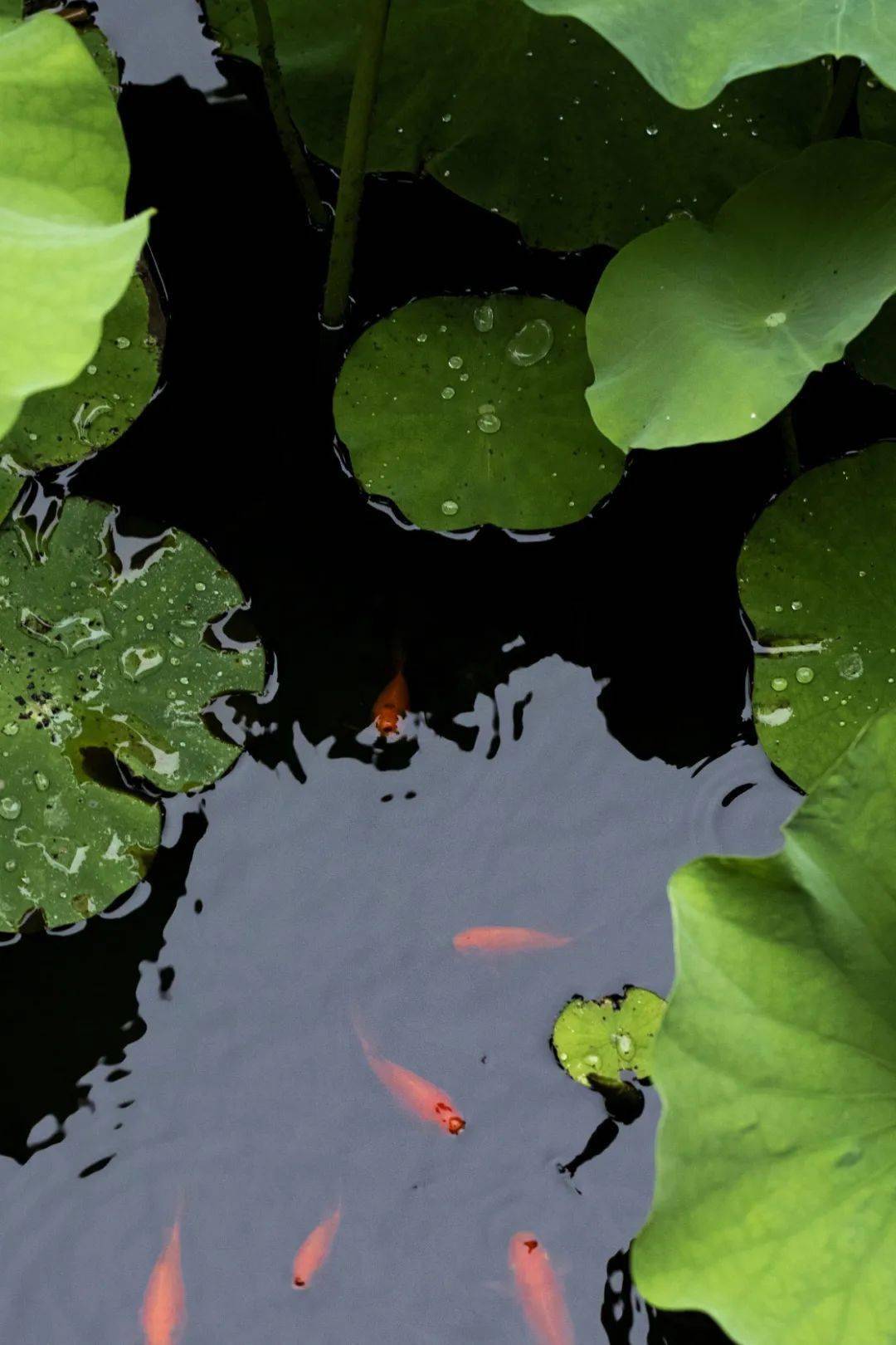 绿叶成荫的意思解释 e410c41b0f204cb7bd2e9bbb95532746.jpeg