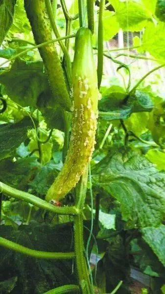 黄瓜根茎部病害种类较多,菜农很容易把细菌性软腐病,蔓枯病与拟茎点霉