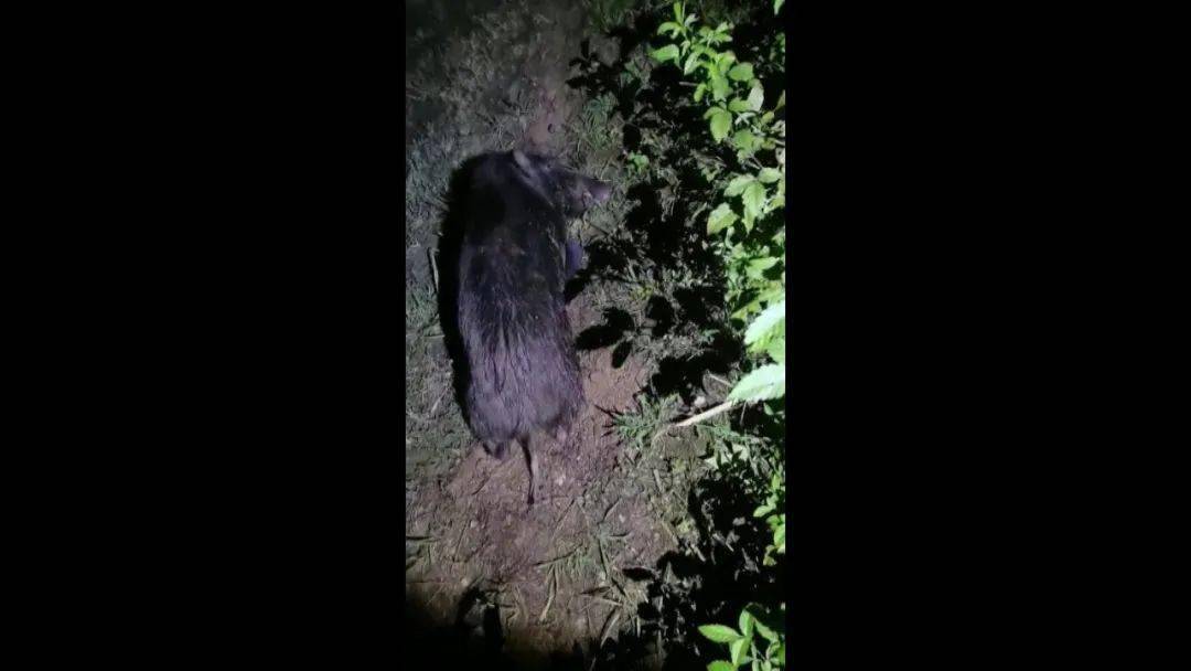 一道黑影闪过赣州街头,随后闯入民宅……_野猪