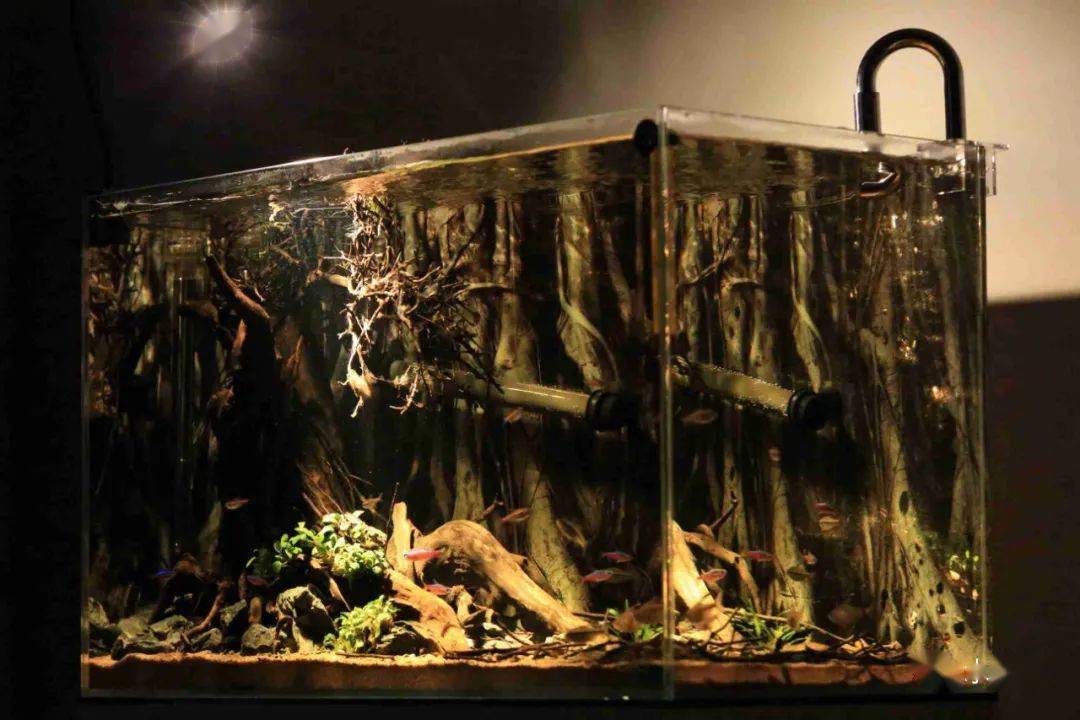 有人喜欢空气缸的水清有人喜欢原生的水黄今天看看南美原生