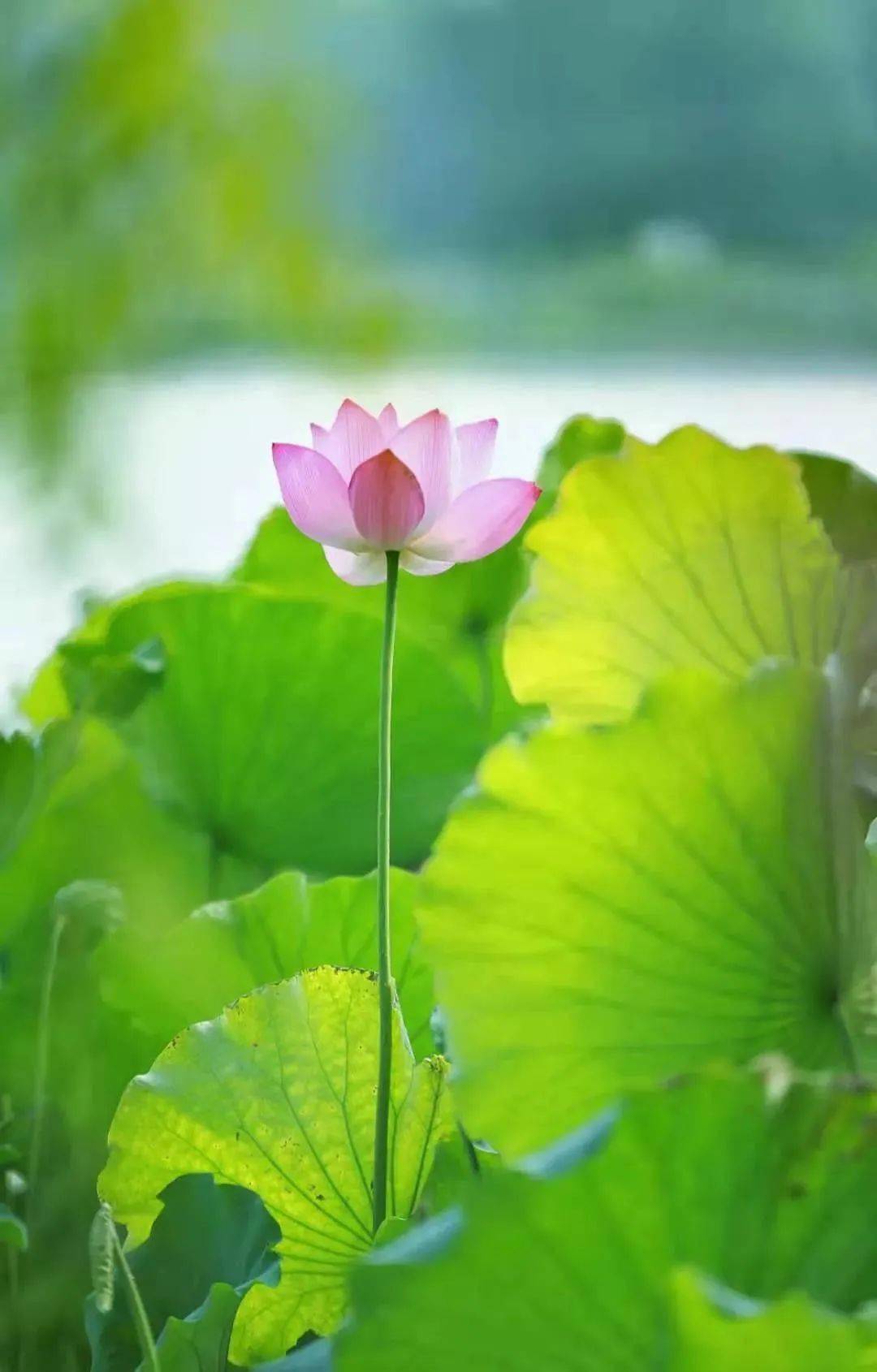 但看花开花落 莫论人间短长 修养