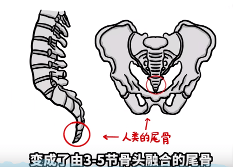 尾巴消失的过程中,人类的尾骨变成了3