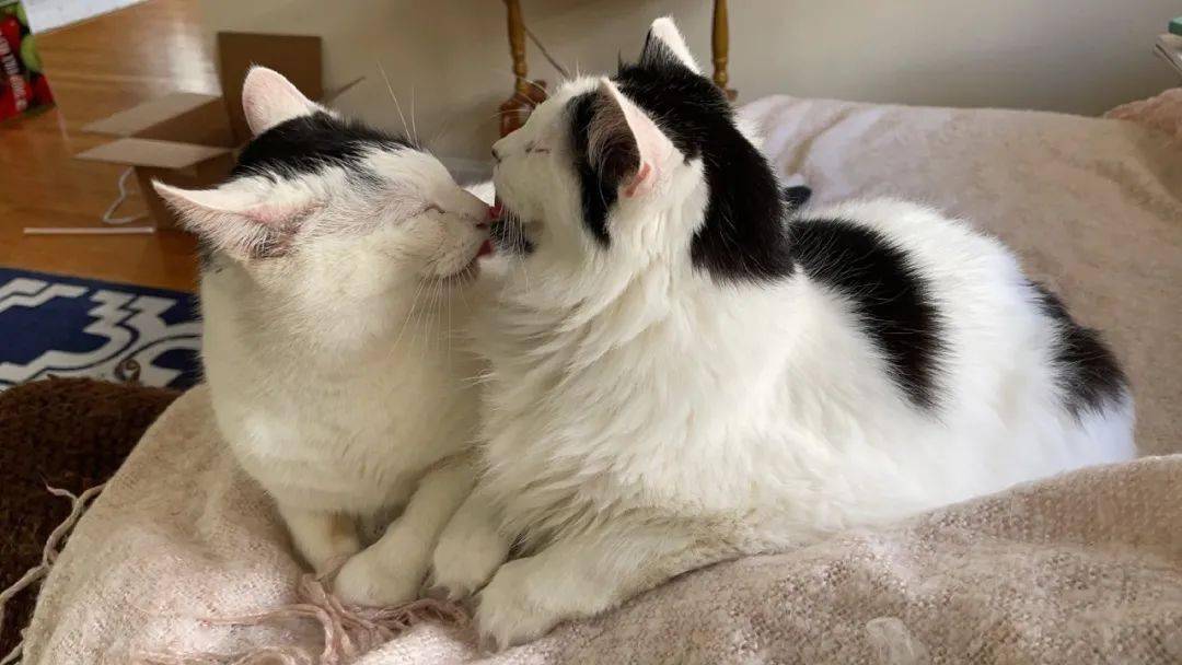 猫咪们在舔毛,舔着舔着舌头缠一起了